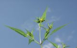 Bidens frondosa. Верхушка побега с соцветиями. Краснодарский край, Сочинский р-н, Хоста, у ручья. 06.09.2008.