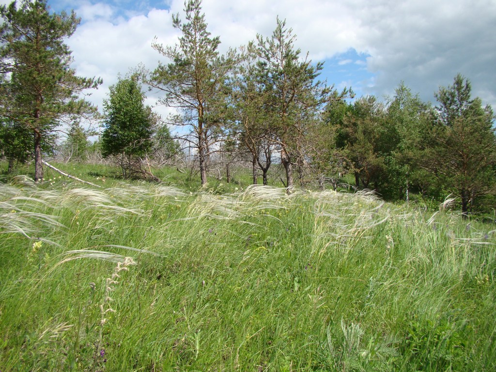 Image of Stipa pennata specimen.