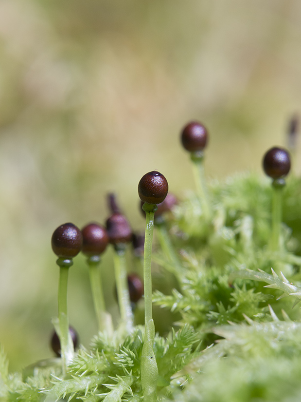 Image of Sphagnum squarrosum specimen.