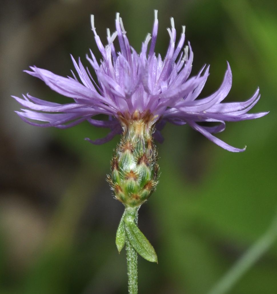 Изображение особи род Centaurea.