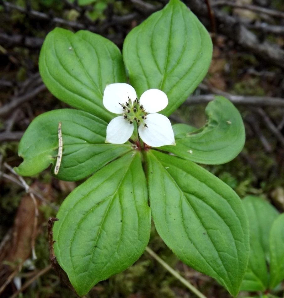 Изображение особи Chamaepericlymenum canadense.