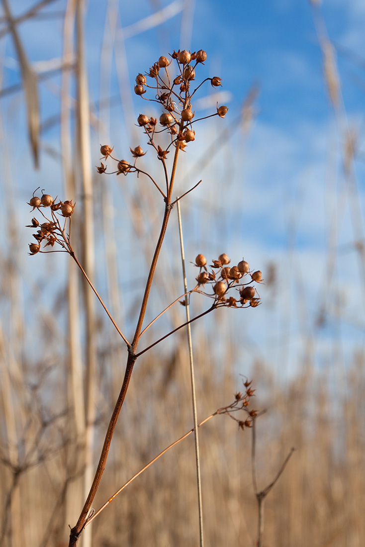 Изображение особи Lysimachia vulgaris.