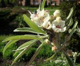 Pyrus salicifolia. Верхушка побега с частично распустившимся соцветием. Украина, г. Луганск, парковый комплекс педуниверситета, в культуре. 26.04.2017.