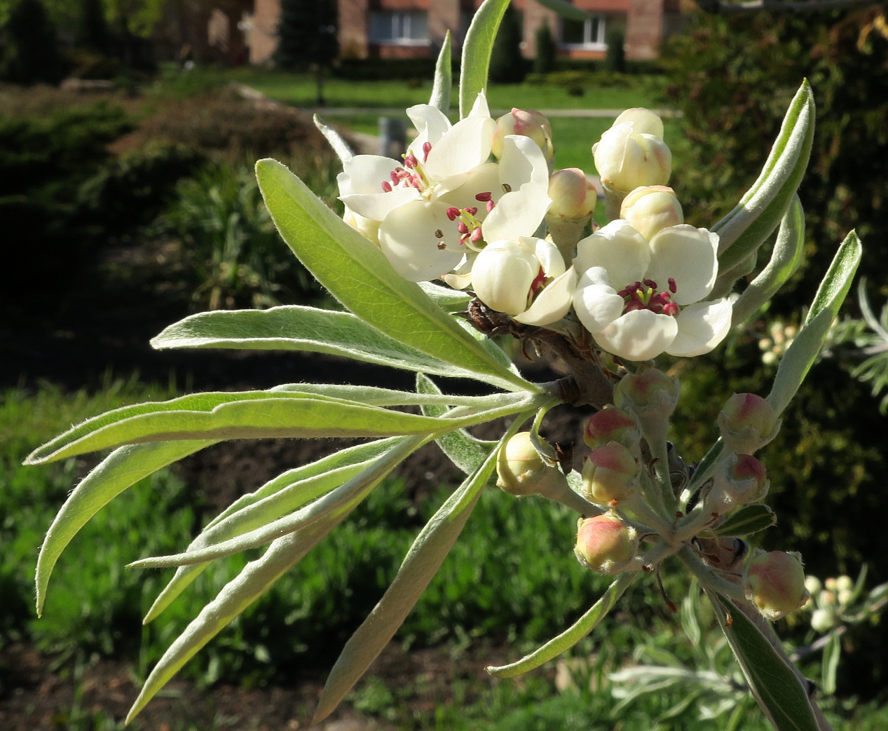 Image of Pyrus salicifolia specimen.