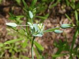 Cerastium perfoliatum