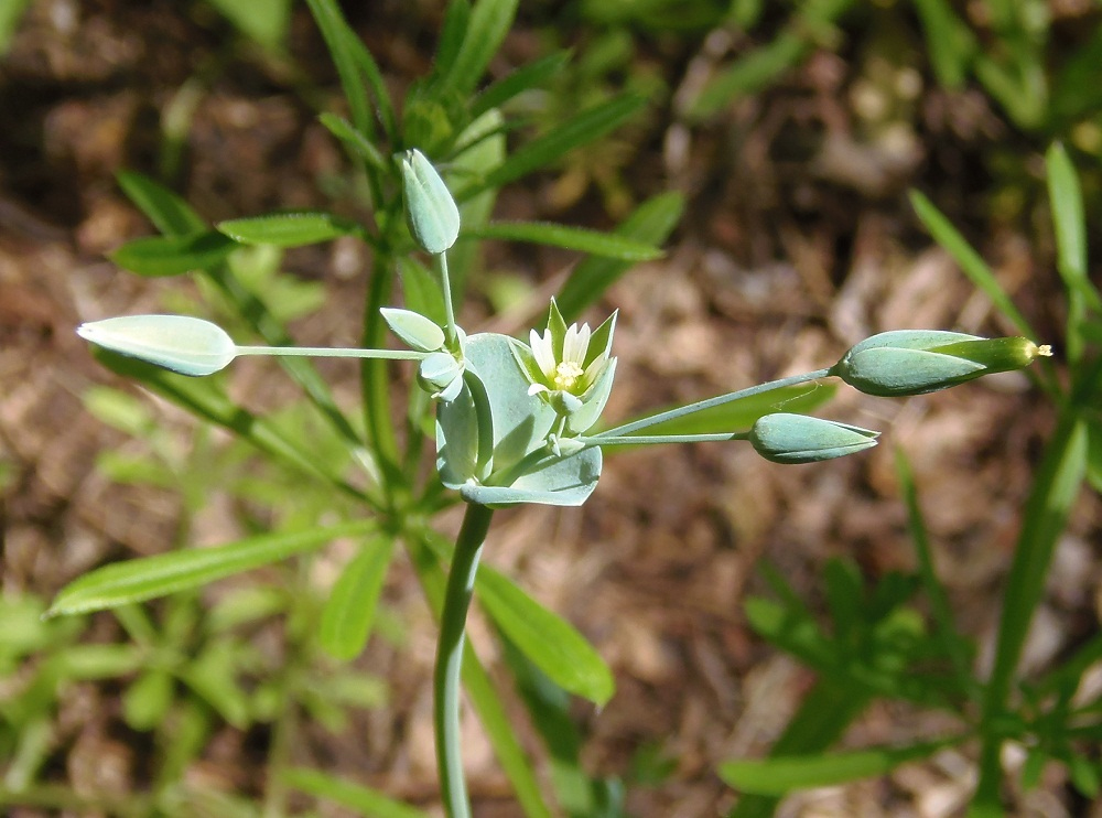 Image of Cerastium perfoliatum specimen.