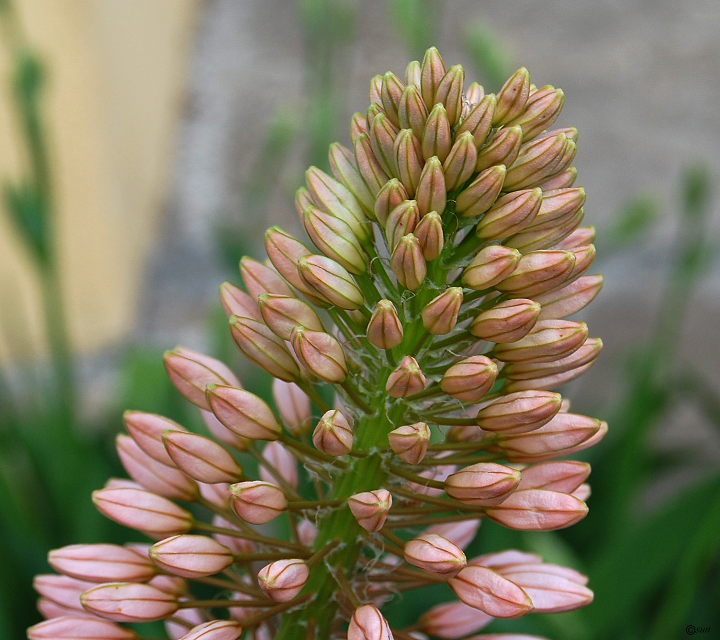 Изображение особи Eremurus robustus.