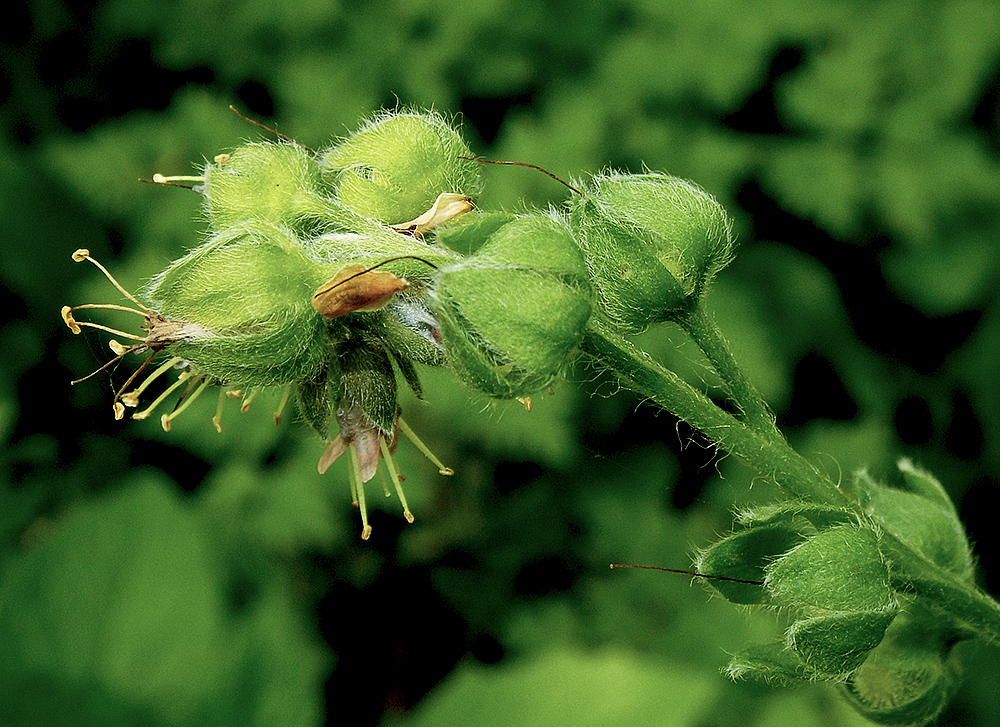 Изображение особи Solenanthus biebersteinii.