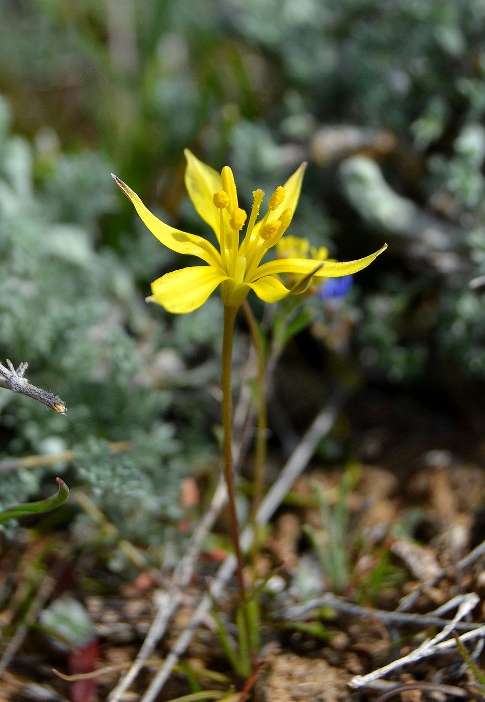 Image of genus Gagea specimen.