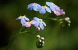 Myosotis palustris. Часть соцветия. Костромская обл., Судиславский р-н, окр. дер. Антипино, пойма р. Пуга (правый приток р. Меза), низинное болото. 25.06.2017.