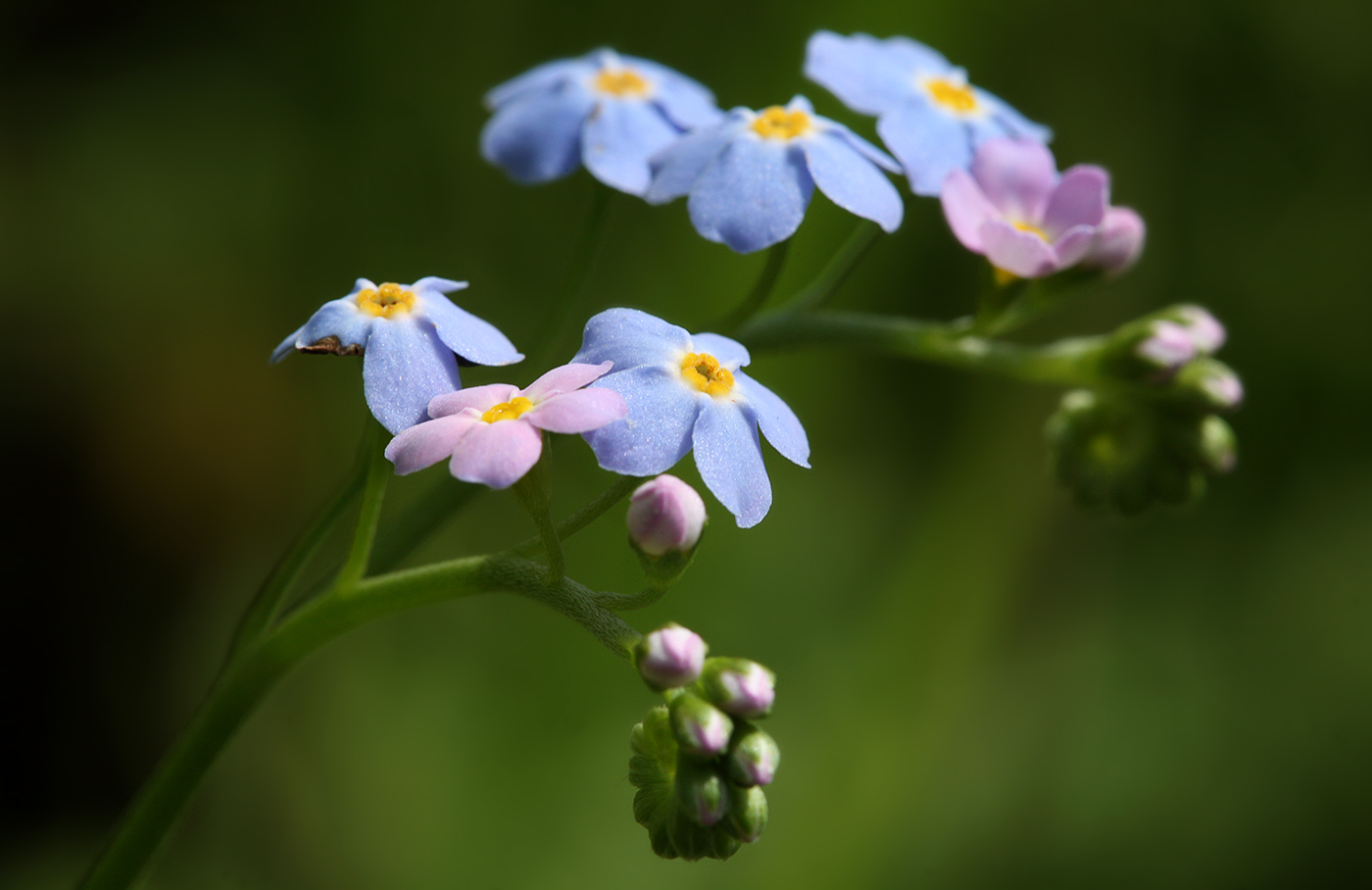 Изображение особи Myosotis palustris.