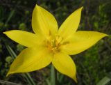 Tulipa biebersteiniana