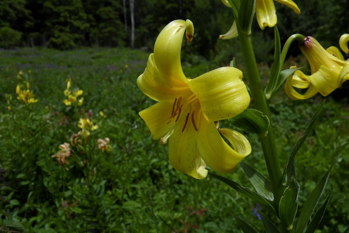 Image of Lilium monadelphum specimen.
