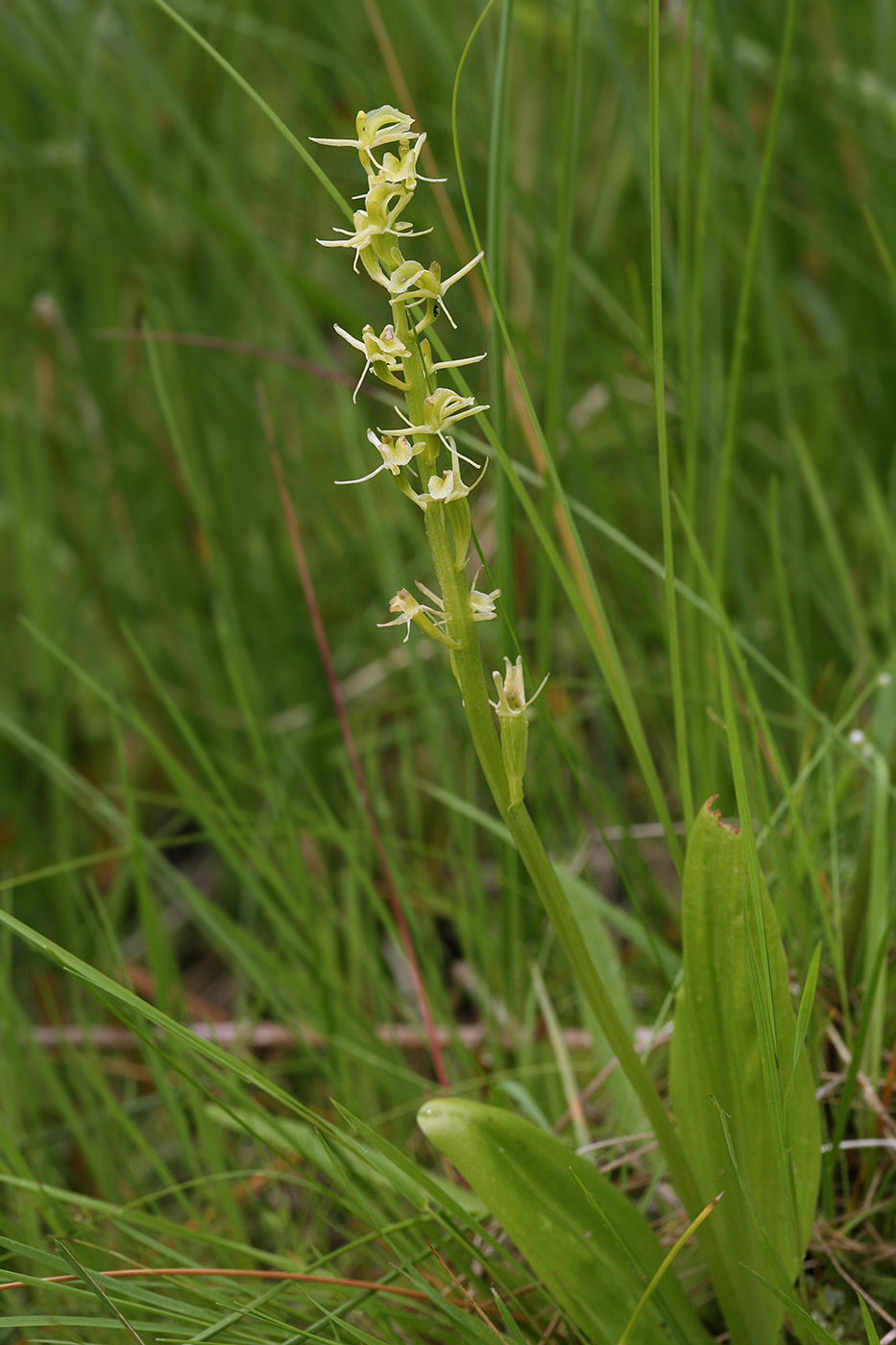 Image of Liparis loeselii specimen.