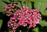 Spiraea japonica