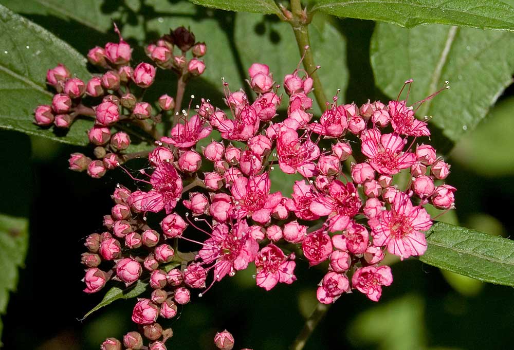 Изображение особи Spiraea japonica.