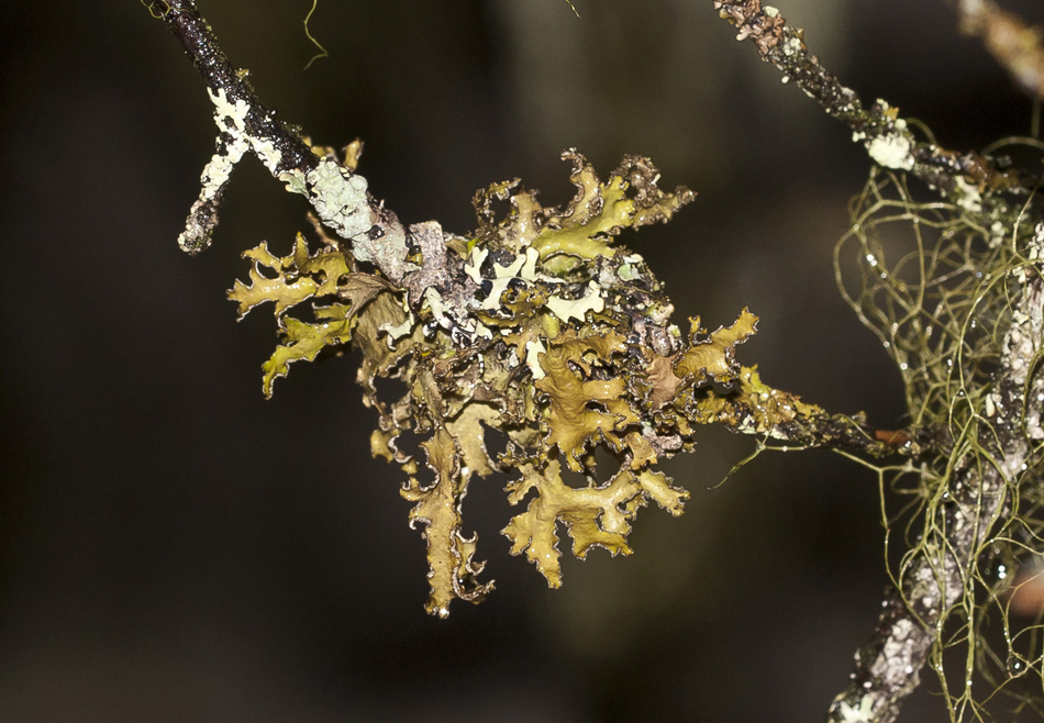 Image of Tuckermanopsis chlorophylla specimen.