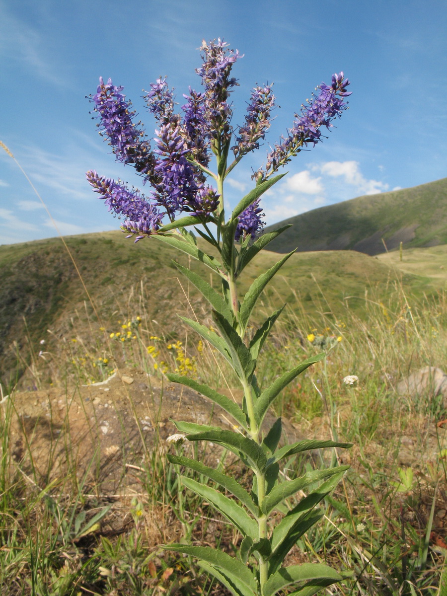 Image of Veronica spuria specimen.