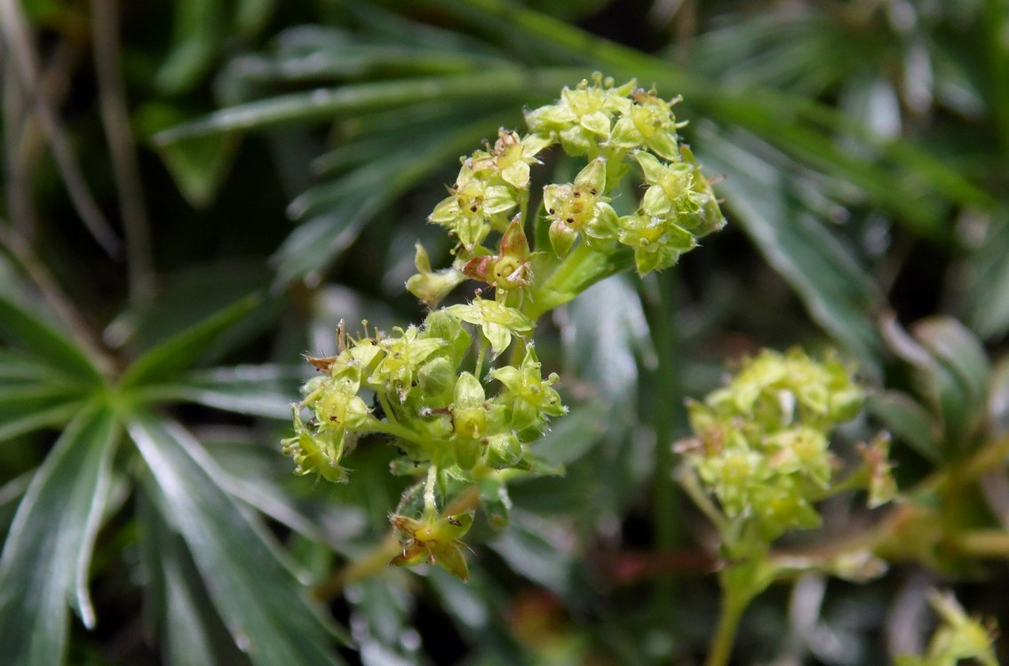 Image of Alchemilla sericea specimen.