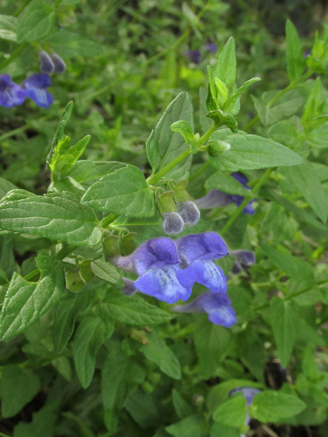 Image of Scutellaria galericulata specimen.