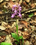 Orchis mascula. Цветущее растение. Азербайджан, Талышские горы, Гирканский национальный парк. 11.04.2010.