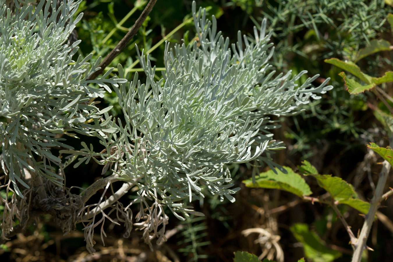 Image of Artemisia arborescens specimen.