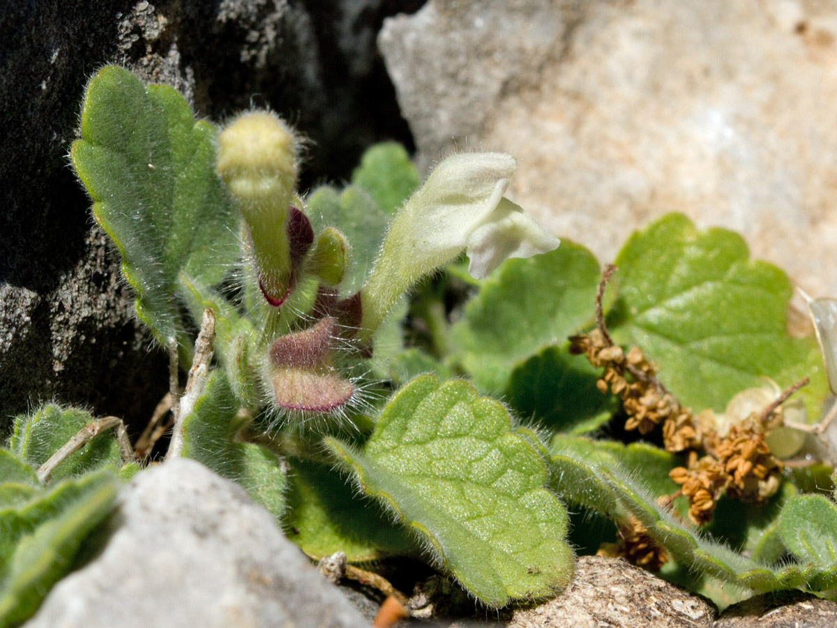 Image of Scutellaria hirta specimen.