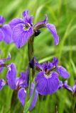 Iris setosa