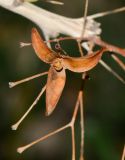 Fouquieria macdougalii