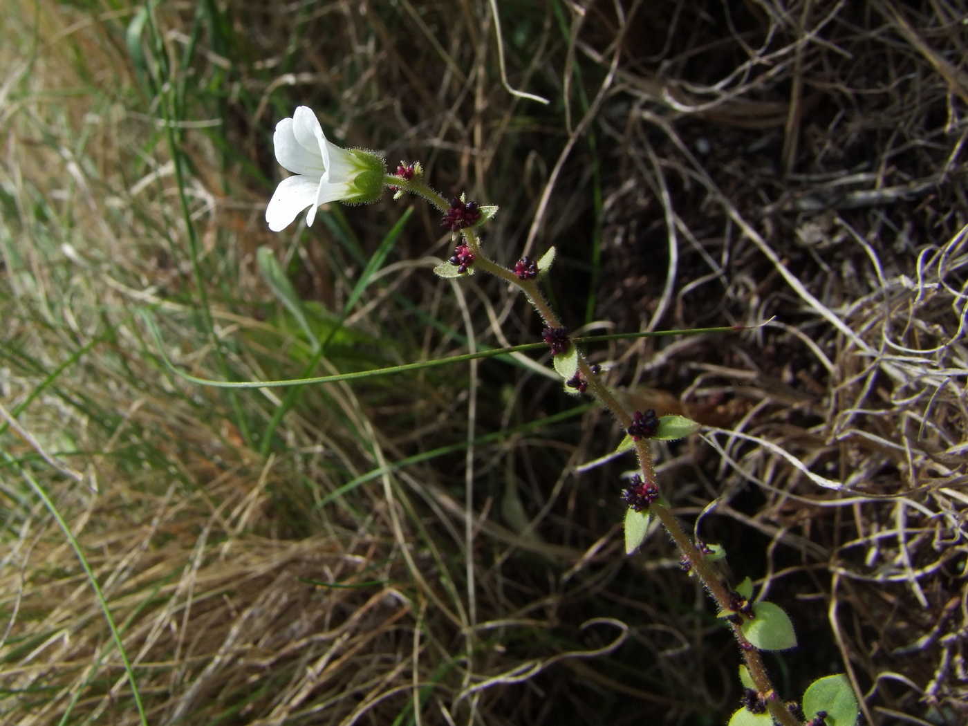 Image of Saxifraga cernua specimen.