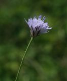 Cephalaria transsylvanica