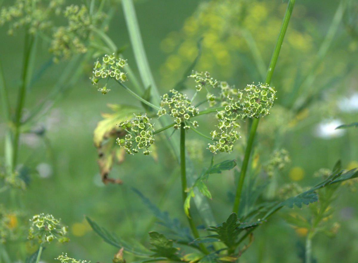 Изображение особи Eleutherospermum cicutarium.