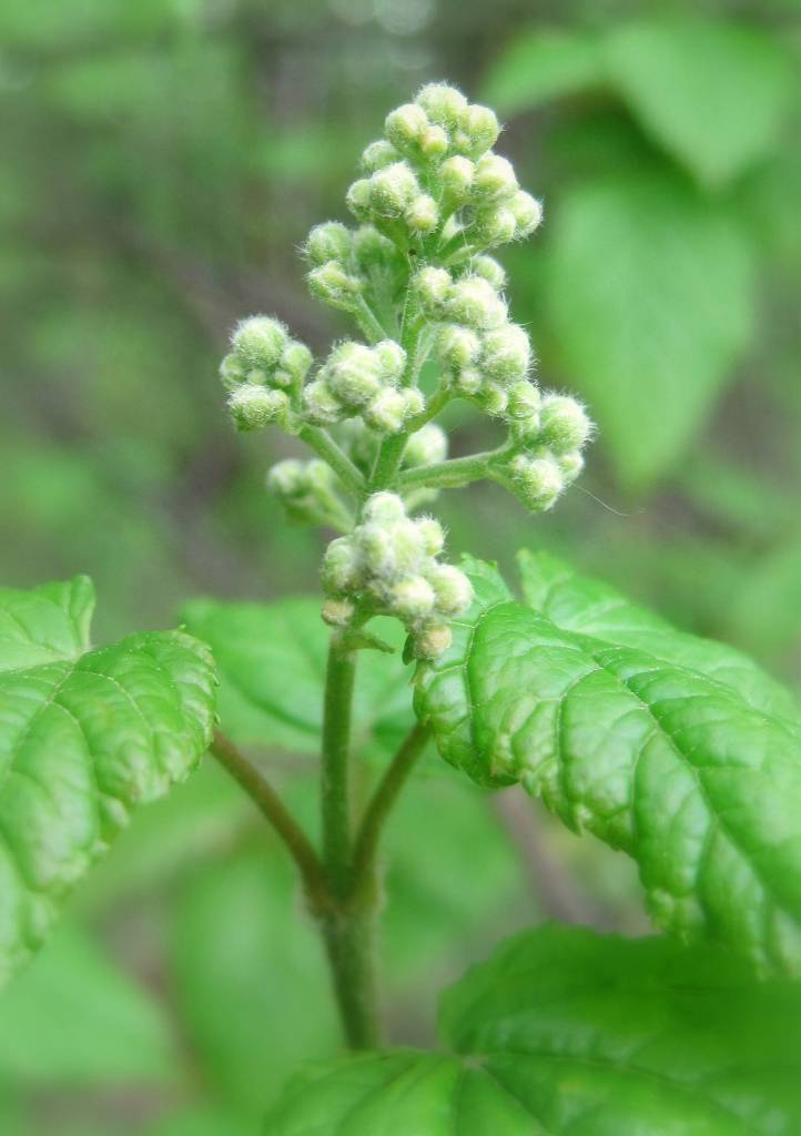 Image of Acer tataricum specimen.