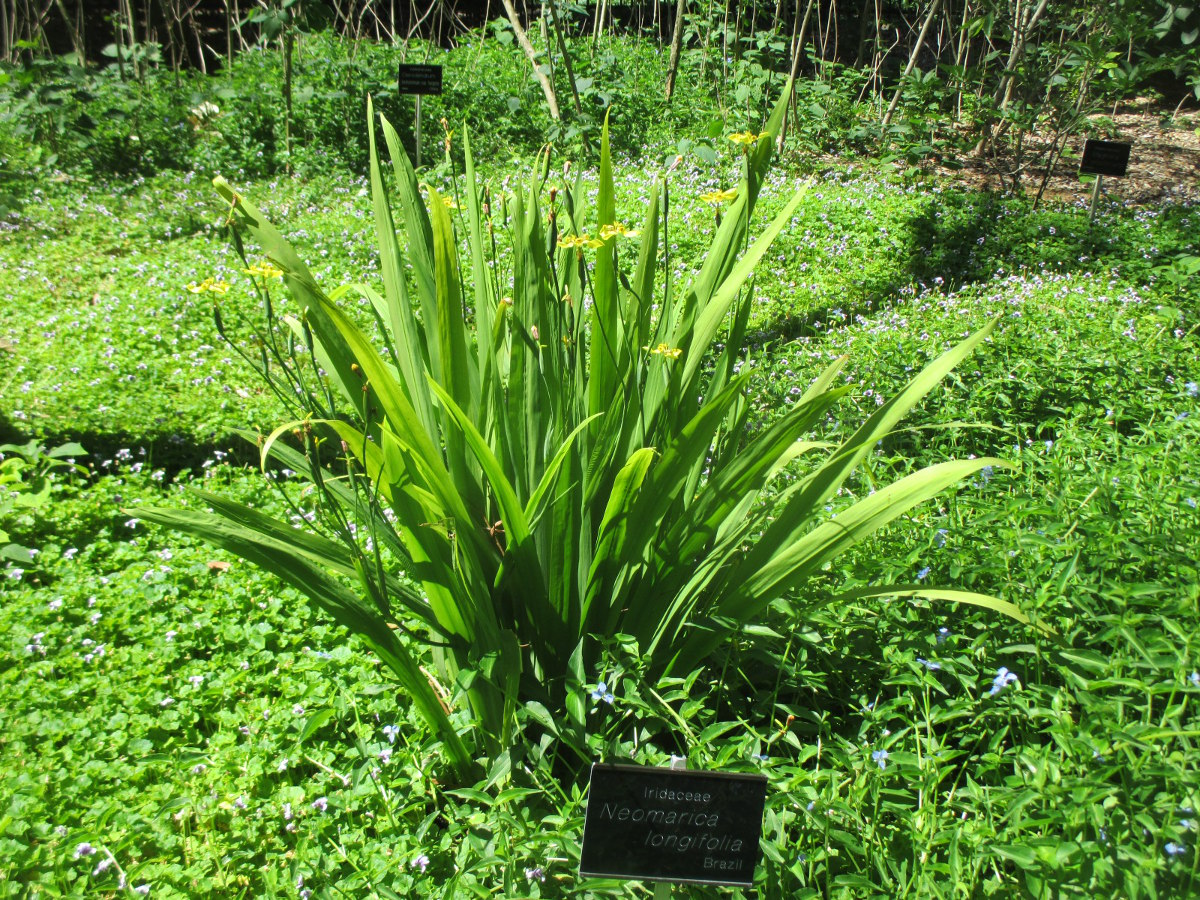 Image of Neomarica longifolia specimen.
