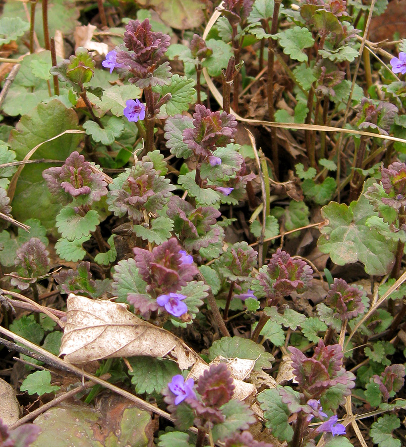 Изображение особи Glechoma hederacea.