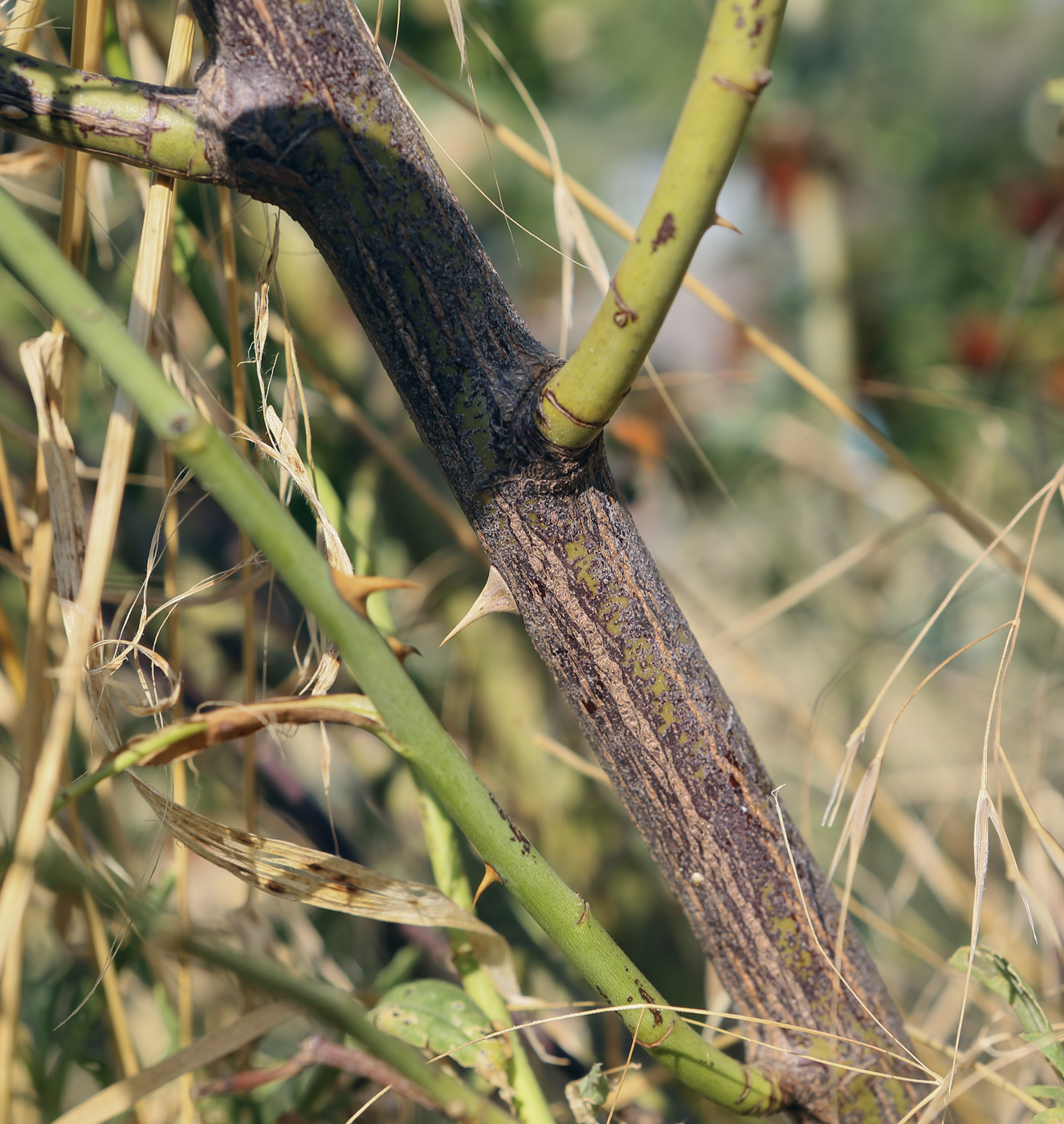 Image of Rosa canina specimen.
