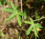 Geranium sibiricum