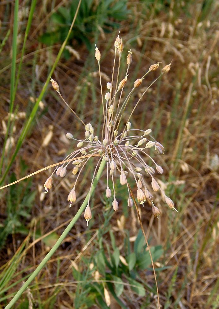 Image of Allium paczoskianum specimen.