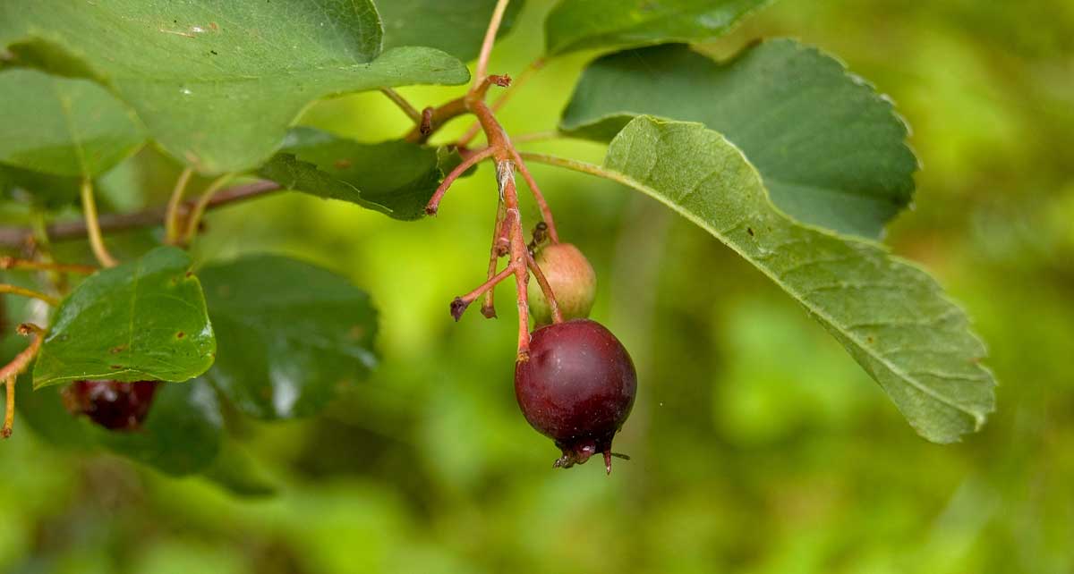 Image of Amelanchier spicata specimen.