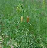 Lilium pumilum