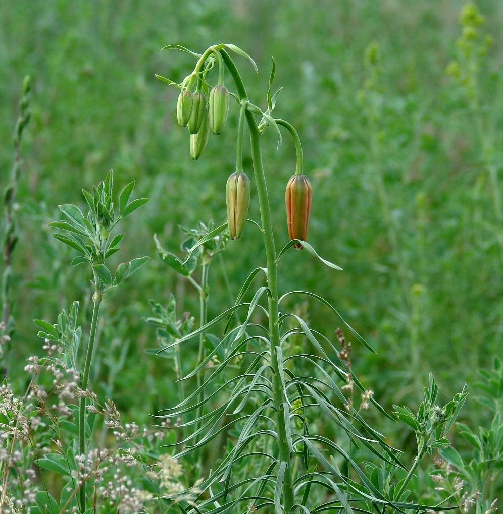 Изображение особи Lilium pumilum.