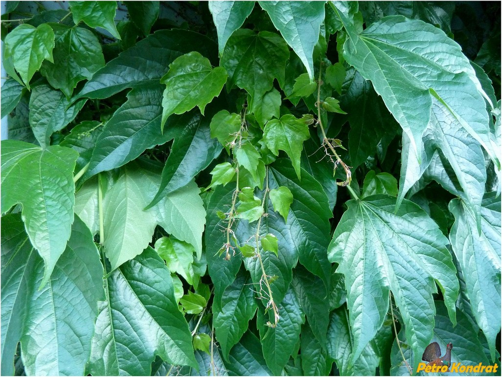 Изображение особи Parthenocissus tricuspidata.