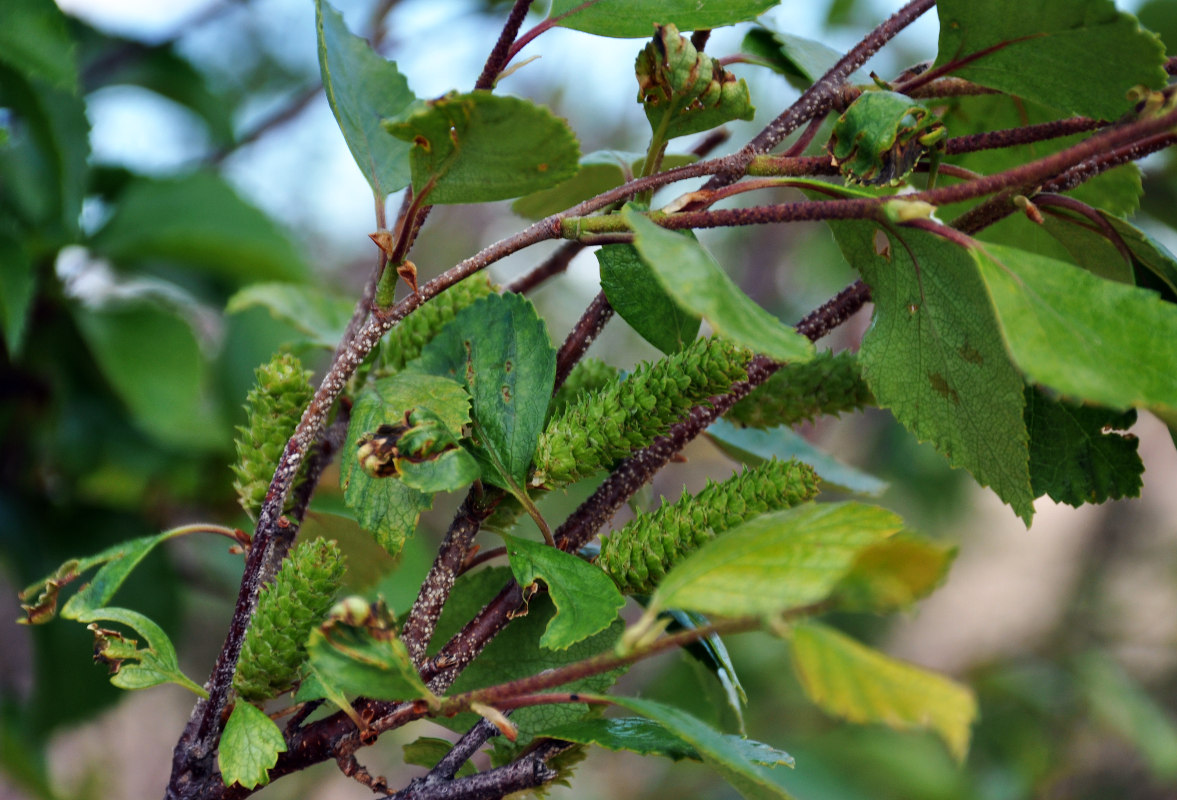 Image of Betula microphylla specimen.