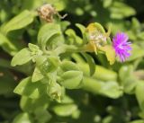 Aptenia cordifolia. Верхушка плодоносящего и цветущего растения. Крым, Сакский р-н, окр. пос. Прибрежное, парк при аграрном колледже, клумба. 21.08.2017.