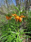 Fritillaria eduardii