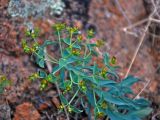 Euphorbia tshuiensis. Верхушка цветущего растения. Монголия, аймак Завхан, окр. пос. Сантмаргац, ≈ 1700 м н.у.м., на скале. 10.06.2017.