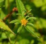 Bidens frondosa. Раскрывшееся соцветие. Восточный Казахстан, г. Усть-Каменогорск, берег р. Ульба, влажный луг. 27.08.2017.