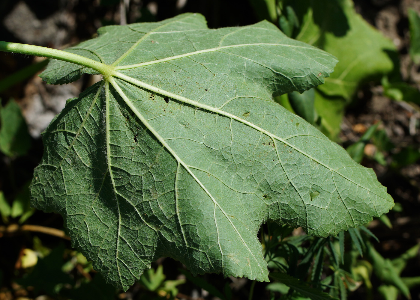 Image of Alcea rosea specimen.