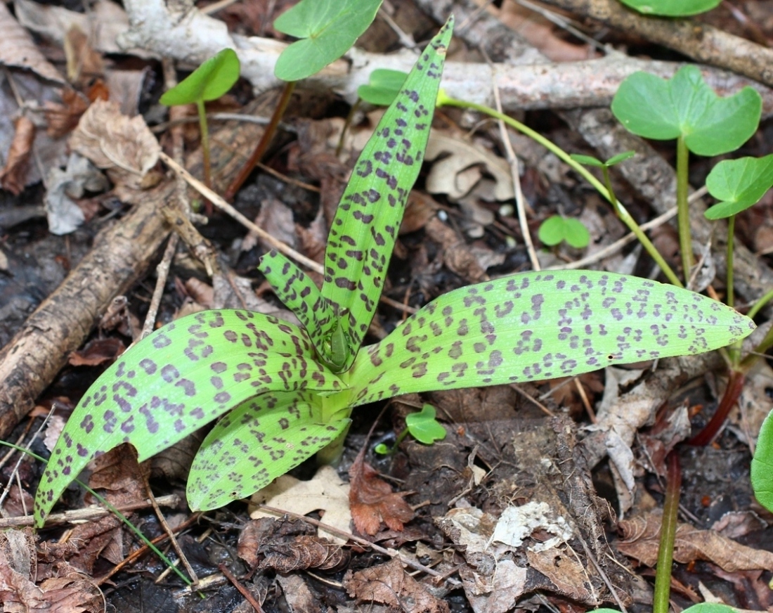 Image of Dactylorhiza urvilleana specimen.