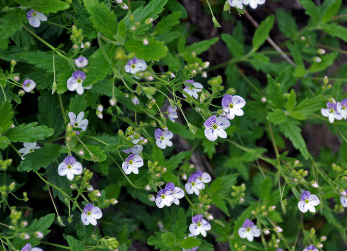 Image of Veronica peduncularis specimen.